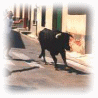 El encierro, corsa di tori e pazzi per le strade del paese