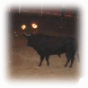 El toro embolado