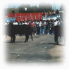 Los toros!!!